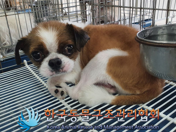 한국동물구조관리협회_441406202300947